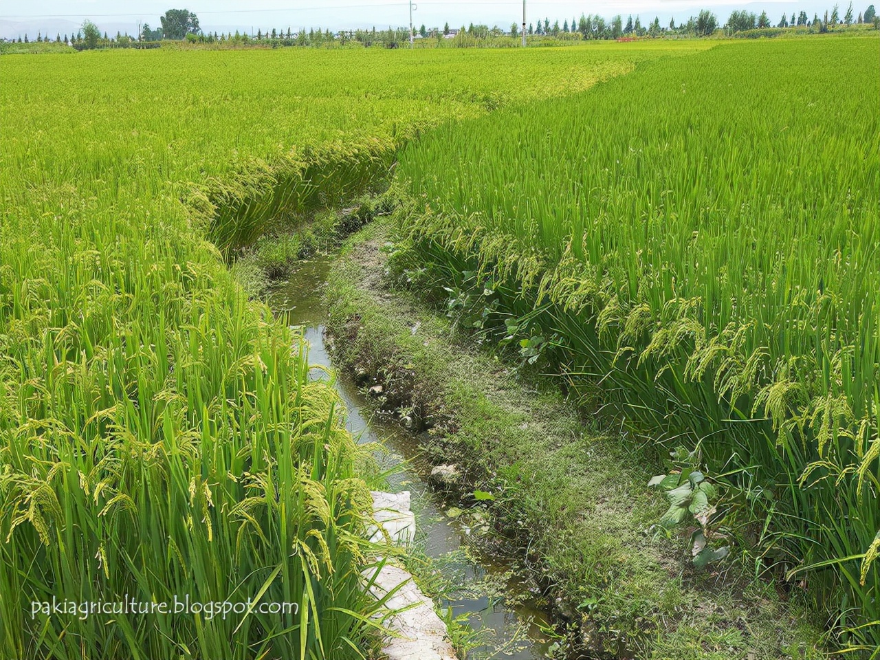 巴基斯坦科学领先中国,巴基斯坦有哪些顶尖技术