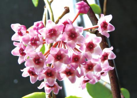 球兰种植夏季喜欢阳光,球兰花卉栽培方法