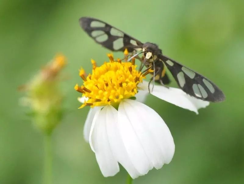 传说中的蛊虫真的有吗,传说中的扑棱蛾子