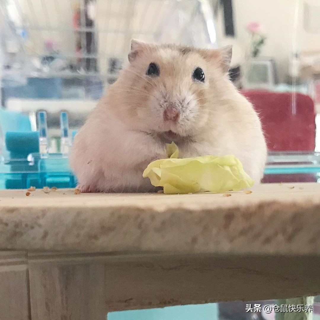 仓鼠会挑食嘛,仓鼠不吃鼠粮只吃零食