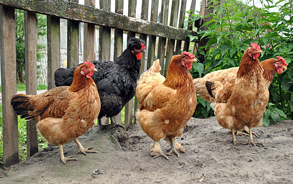 蛋鸡的屁股脱肛了怎么治,产蛋鸡脱肛如何防治