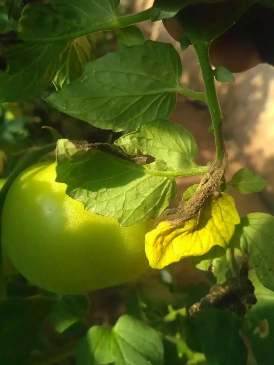 老崔说植保,老崔讲经济农作物