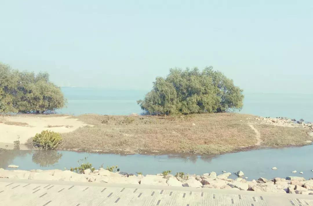 深圳湾公园这里有什么好吃的,深圳湾在哪里