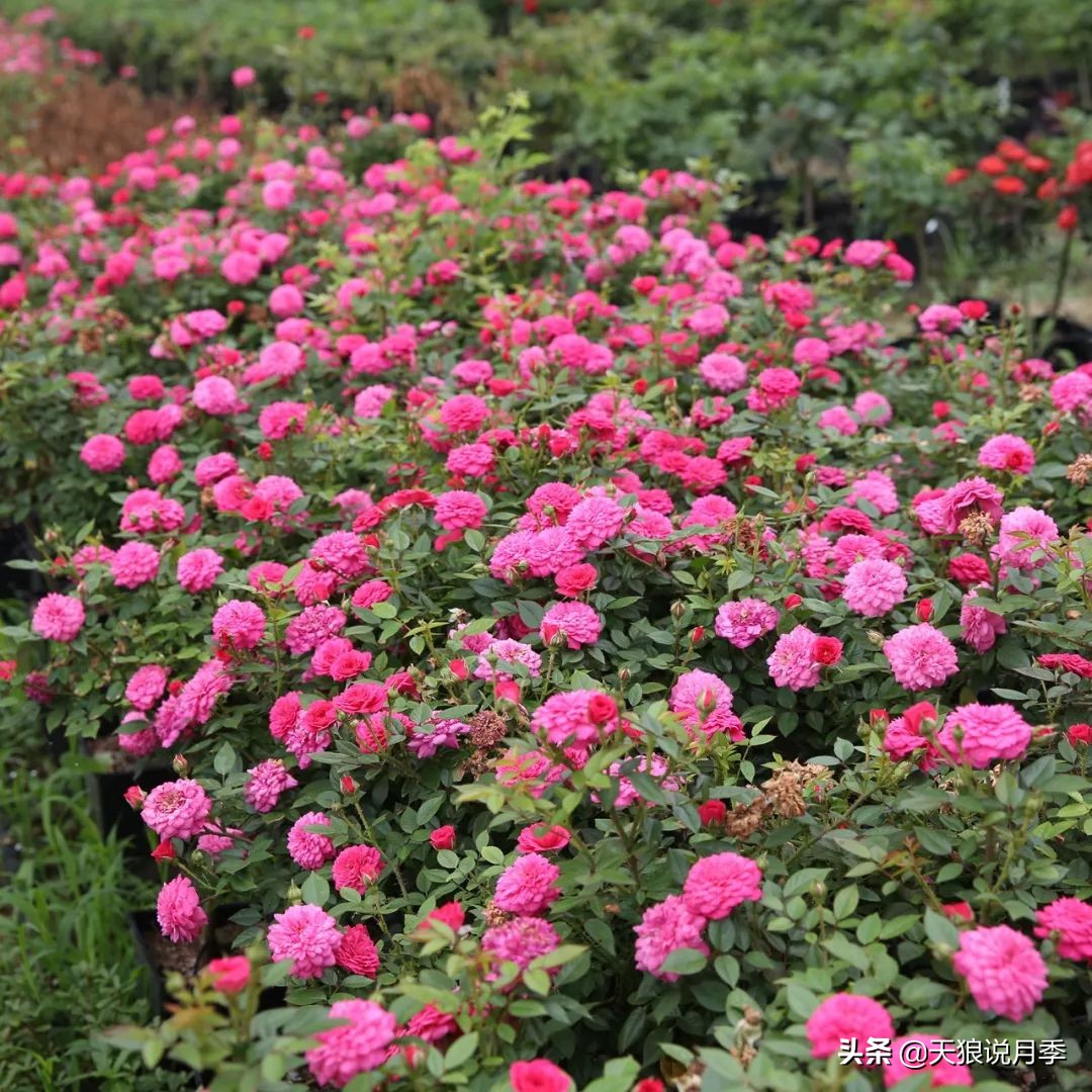 4月最浪漫的一次花开，是171个低价月季小苗带来的巅峰时刻！