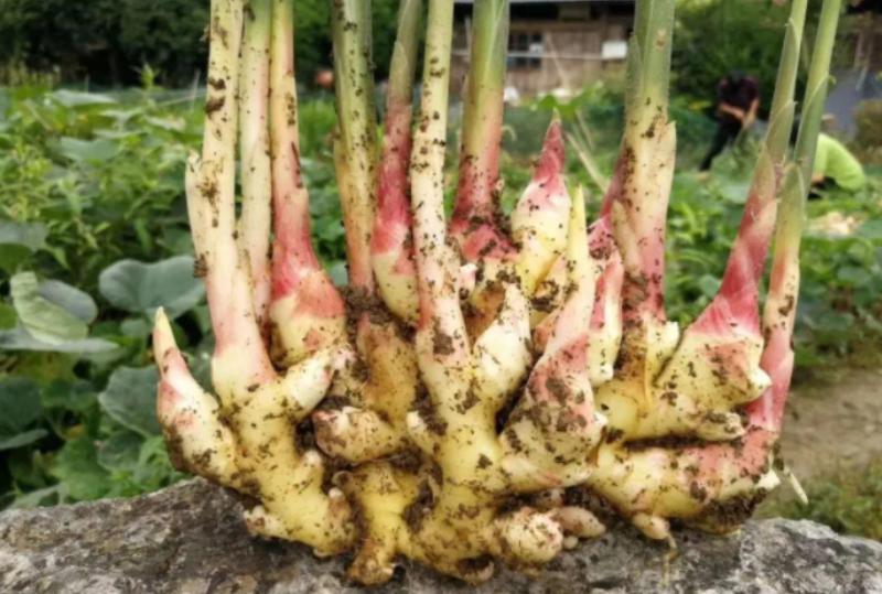 椋熺敤濮滅泦鏍界殑鏂规硶,鐢熷闀挎斁鍦ㄧ泦閲屽張闀垮嚭鏂板