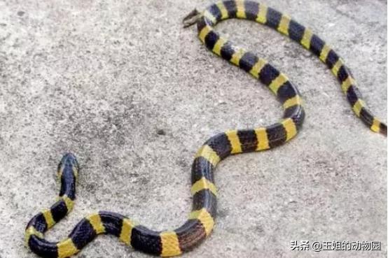 金环蛇是不是比银环蛇稀有,金环蛇到底有多可怕