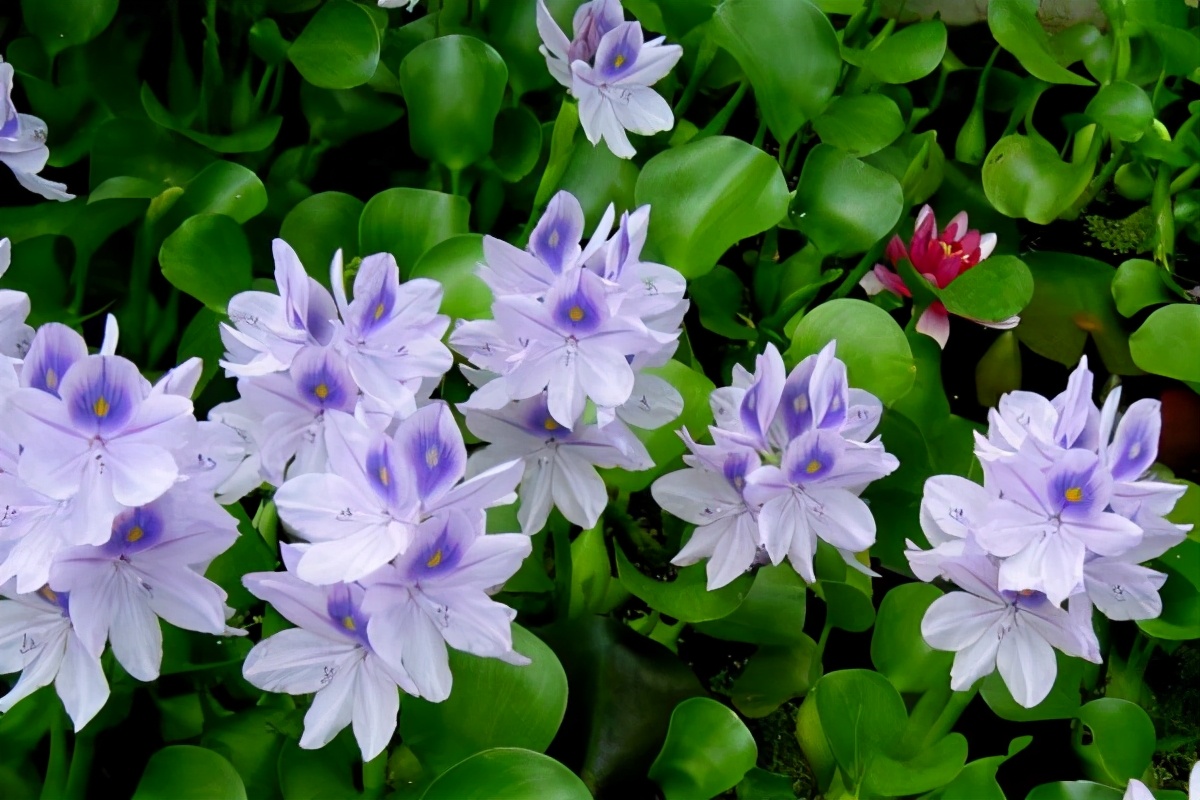 入侵中国的水葫芦现在都去哪了,为什么水葫芦被我们说成入侵植物