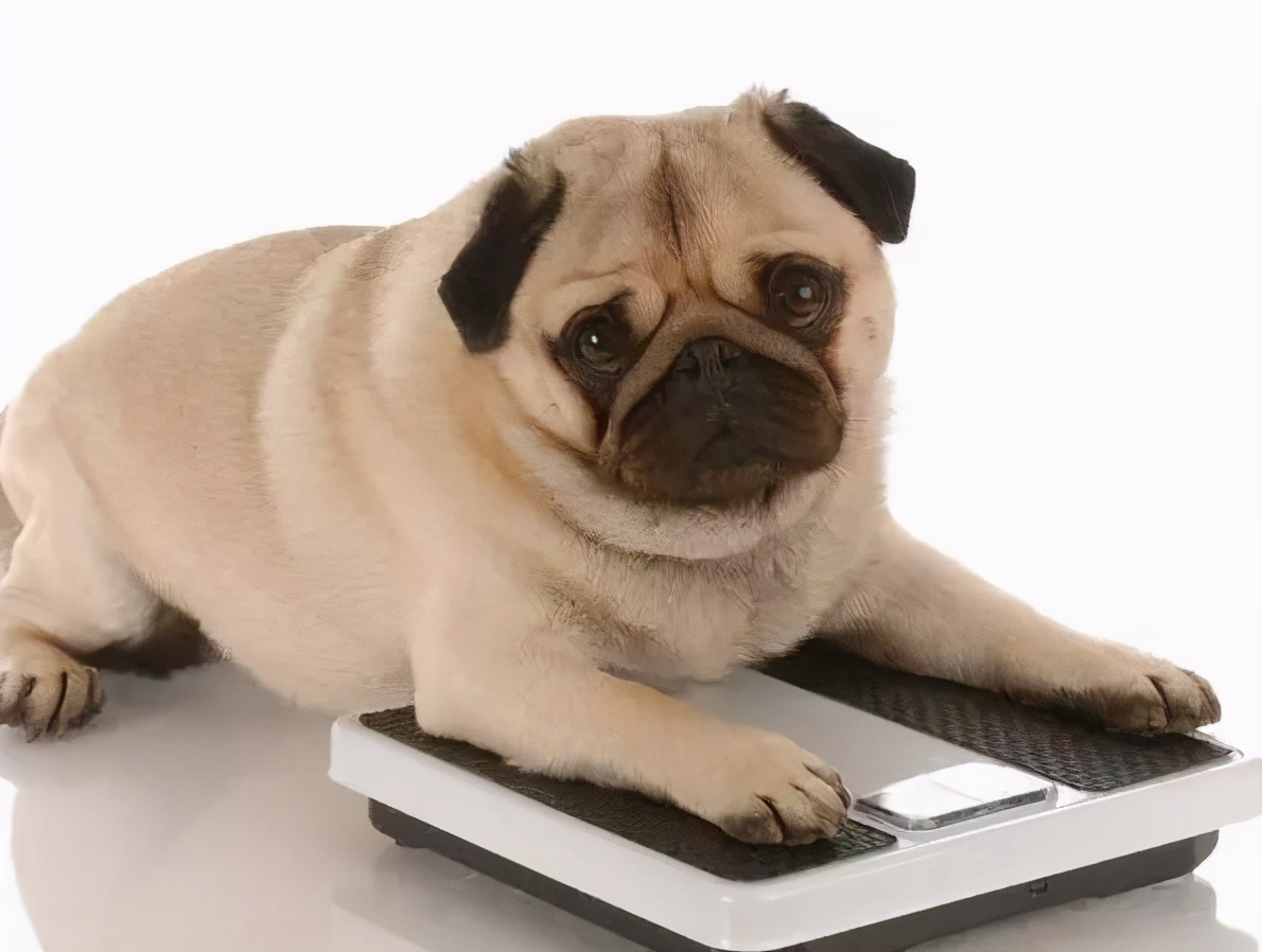 巴哥犬好养吗斗牛犬好养吗,巴哥犬为什么禁养