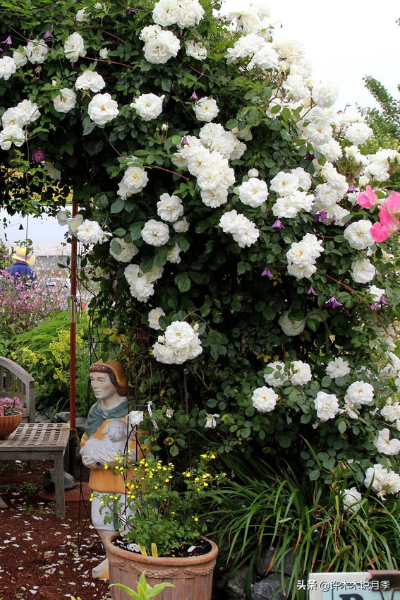 最好种植的藤本月季，种下一颗小苗，收获一片花海