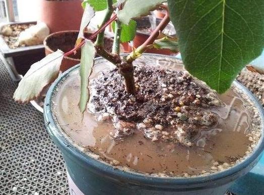 养花不换盆怎么改善土质,养花的土怎么才能改善酸性土壤