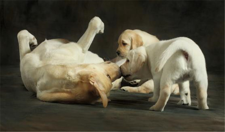 狗妈妈生孩子了该怎么办,狗妈妈生不出来怎么办