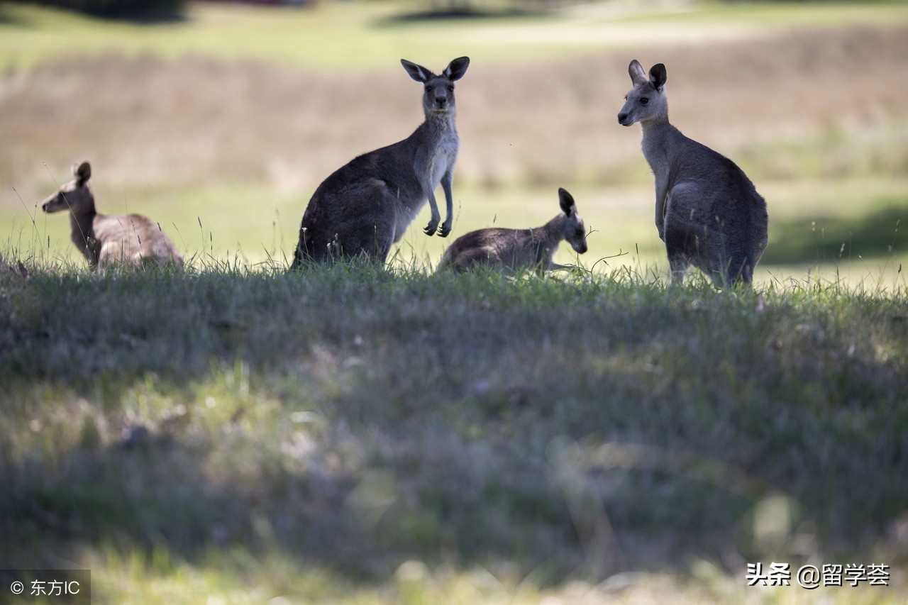 去澳洲留学前需要准备什么,澳洲留学出发前准备什么