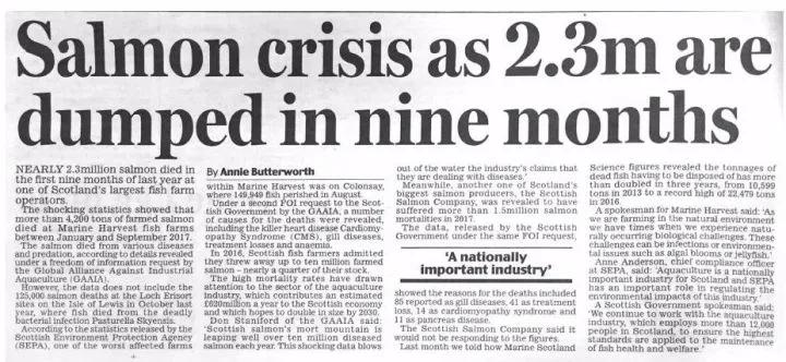 “最毒僵尸鱼”，外媒曝挪威三文鱼养殖乱象，看完胃不好了