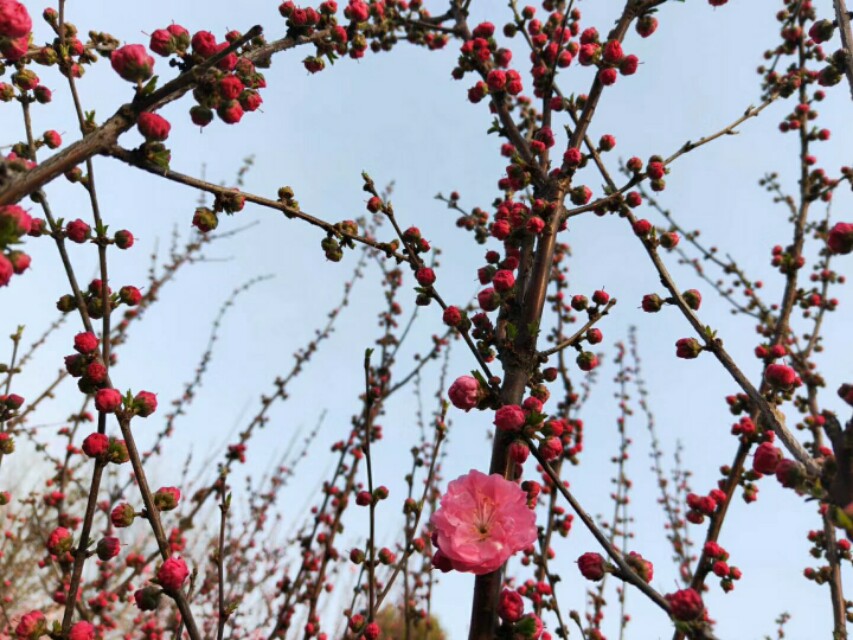 关于春天的成语和名言,关于春天的成语和短句子大全