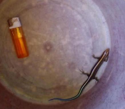 捡到小壁虎带回家养,男子在野外捡到一只奇怪的壁虎