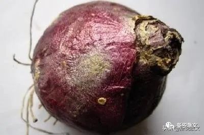 朋友送我一朵名贵的花,朋友送我一束花照片视频