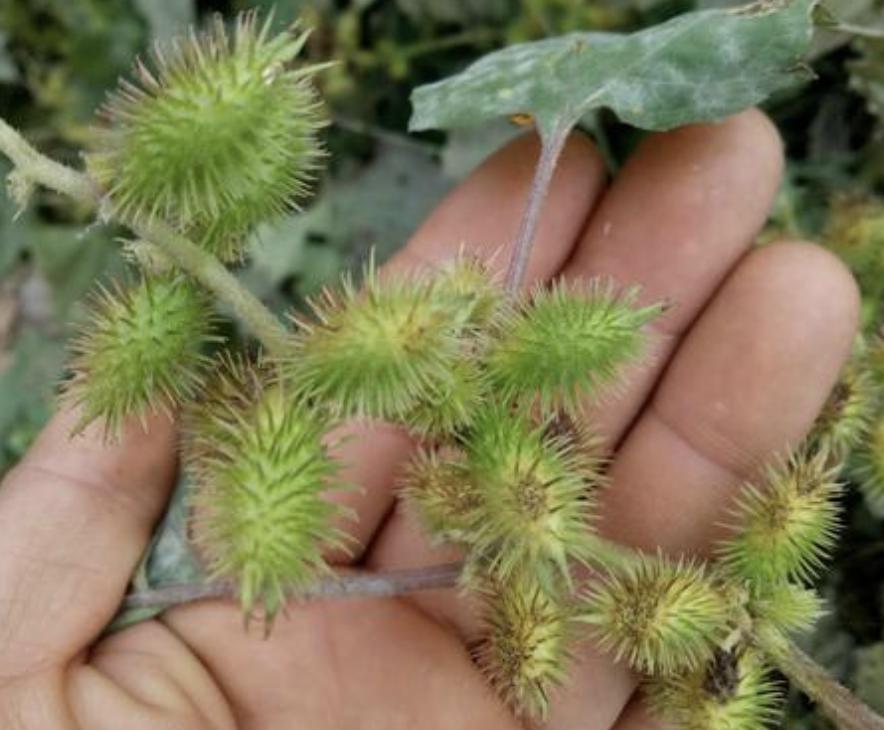 “1种杂草”在田边，被称为“苍耳子”，能结出绿色小果，珍贵