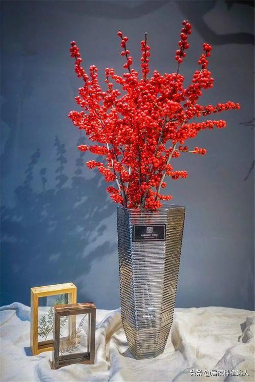 北美冬青开花图片,北美冬青的叶子