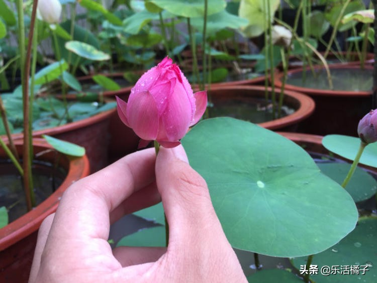出淤泥而不染的荷花给人什么启示,出淤泥而不染的荷花是靠的荷叶吗