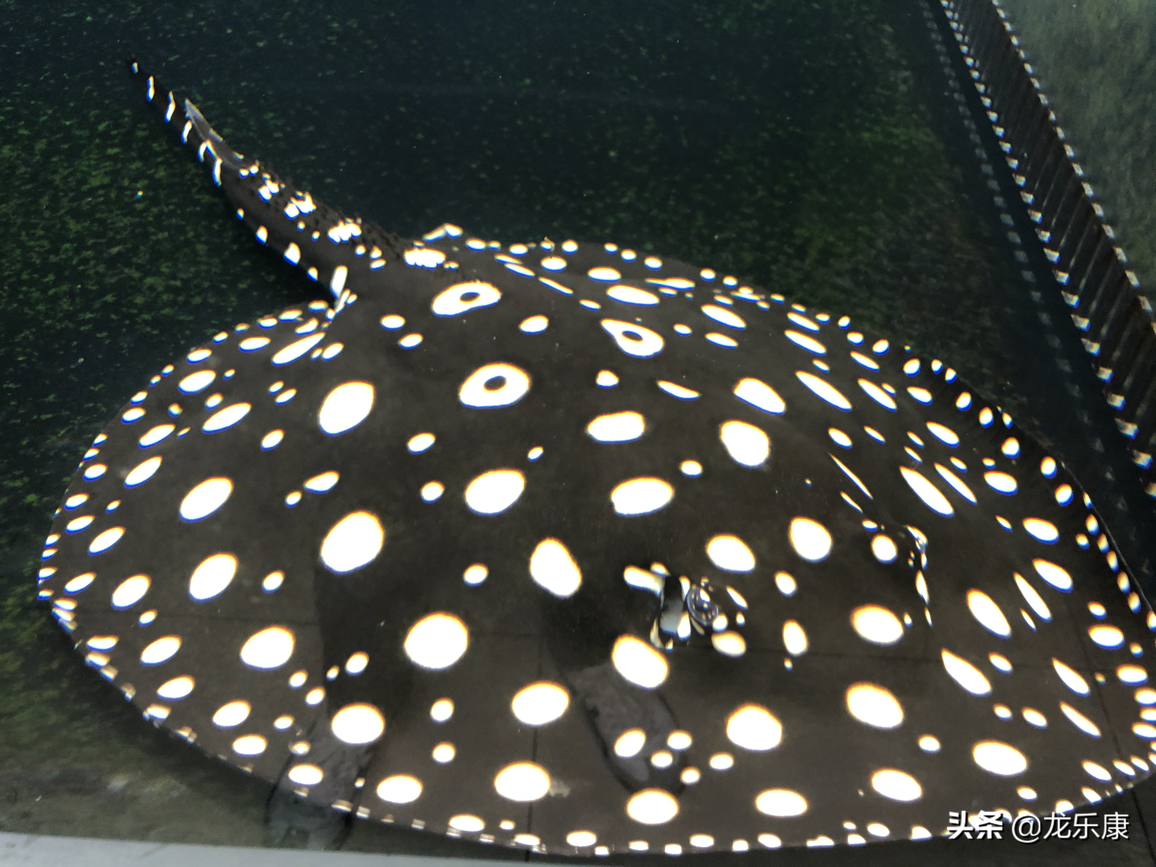 小魟鱼如何治疗,魟鱼病害