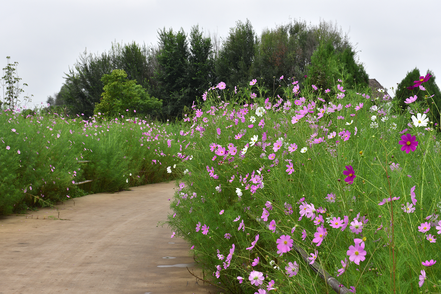 昆明百花山万亩花海,昆明薰衣草花海