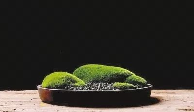 苔藓为什么变黄了,关于苔藓我还想知道什么