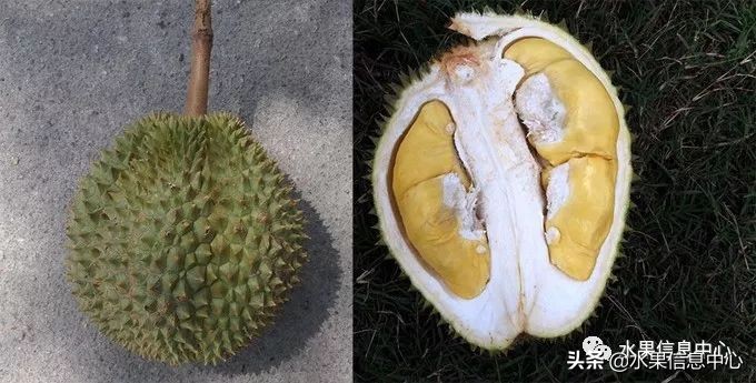 泰国最好的榴莲是什么榴莲,泰国榴莲与越南榴莲