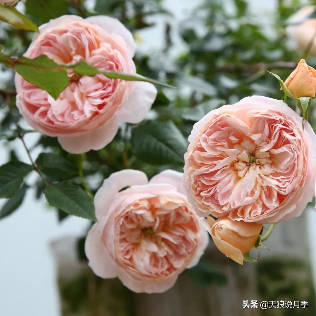 人家最美四月天，天狼自育终于打折了！15个品种供你宠信。