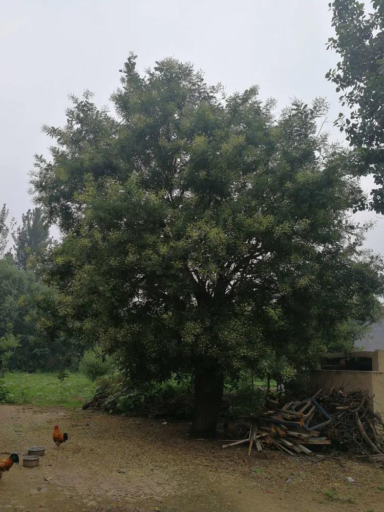 散文守望这方红色沃土,散文守望麦田