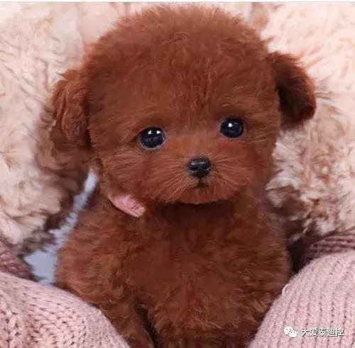 大家更喜欢买哪种泰迪,怎么选泰迪才显得专业