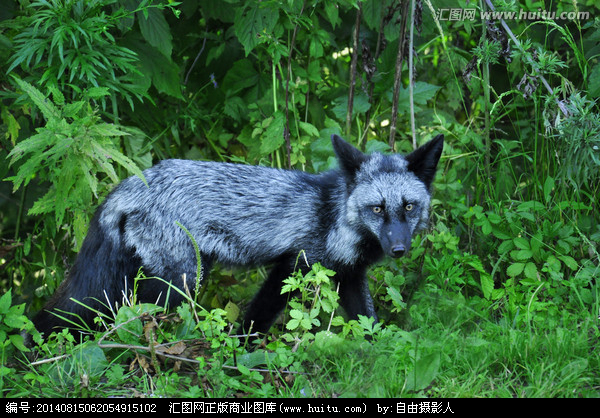 狐狸的种类繁多,你都知道哪几种?