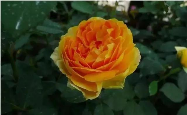 100种玫瑰图片大全,100种玫瑰鲜花你认识吗