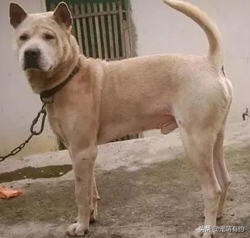 中华名犬，广东五红狗和广西笔尾灰犬，已濒临灭绝，急待拯救