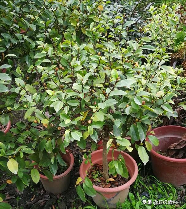 四季开花的香花植物,列举6种香花植物