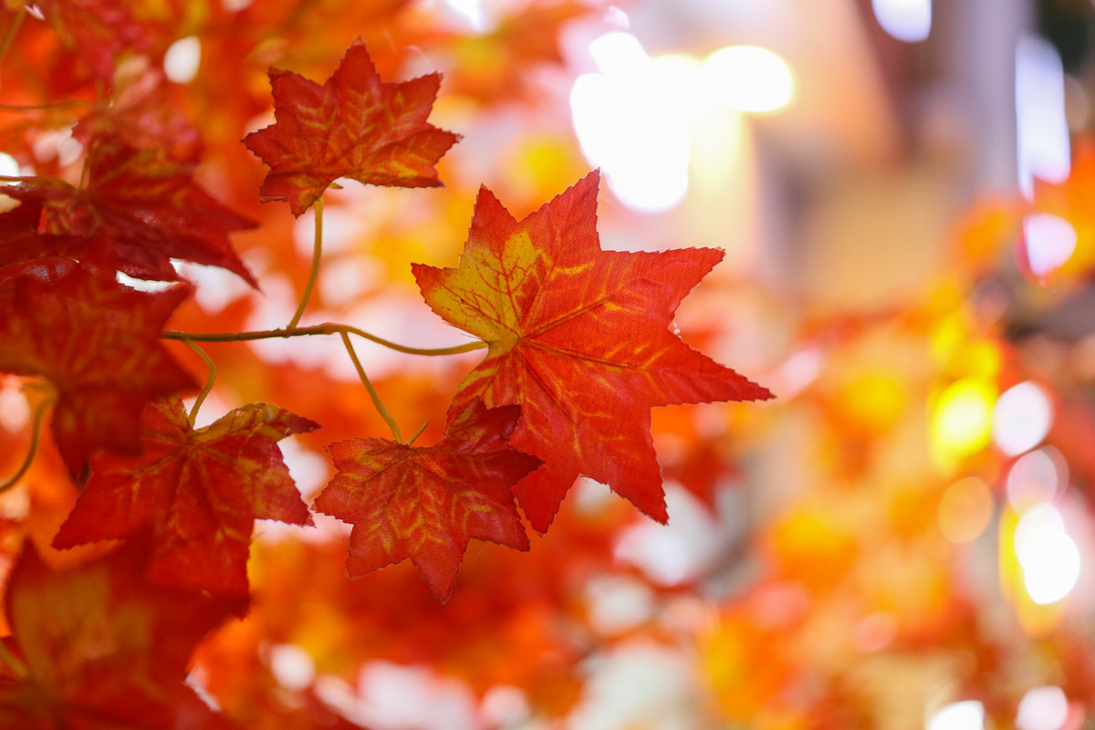 m系微单,佳能eosm6markii评测