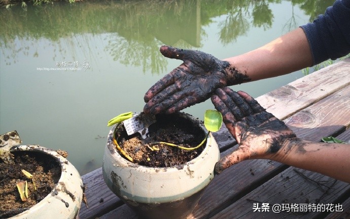 碗莲种子种植步骤及注意事项,碗莲种植方法超简单的快来看看吧