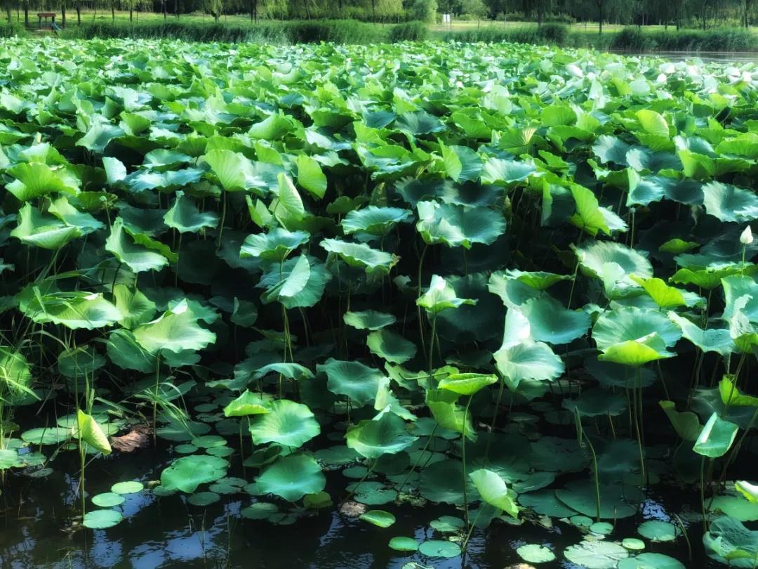 天津超奢华大学,天津大学旧校区取景