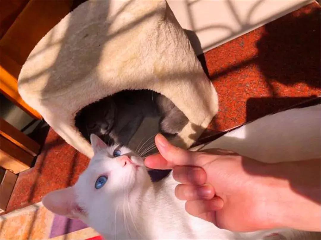 主人给猫绝育手术须知,绝育以后主人如何对它好