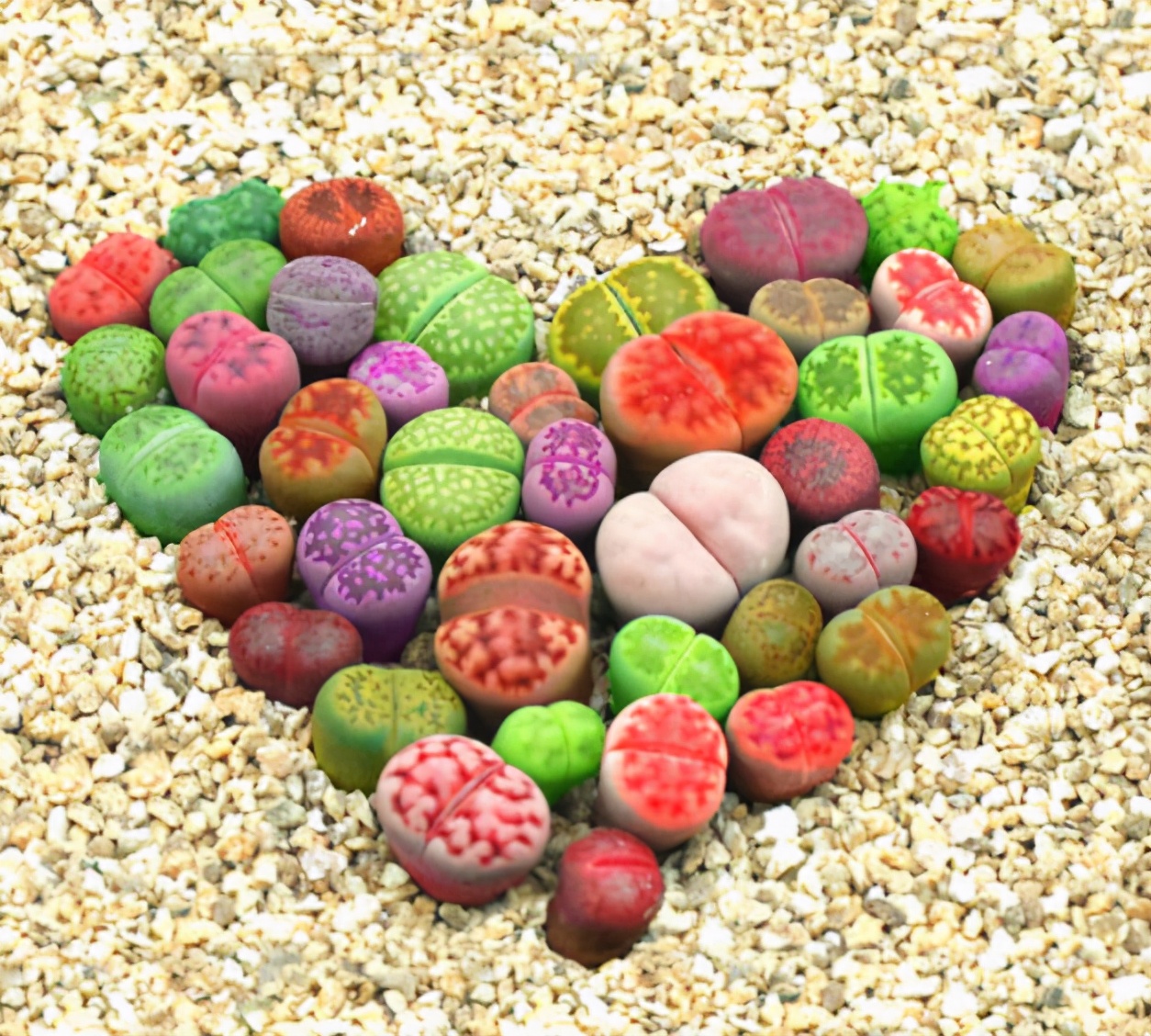 珍品生石花,绿宝石类生石花