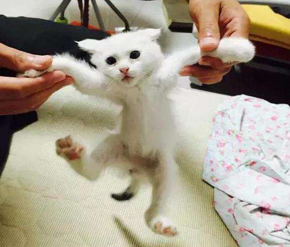 中华田园猫古代名称图鉴,古代人怎么挑选猫