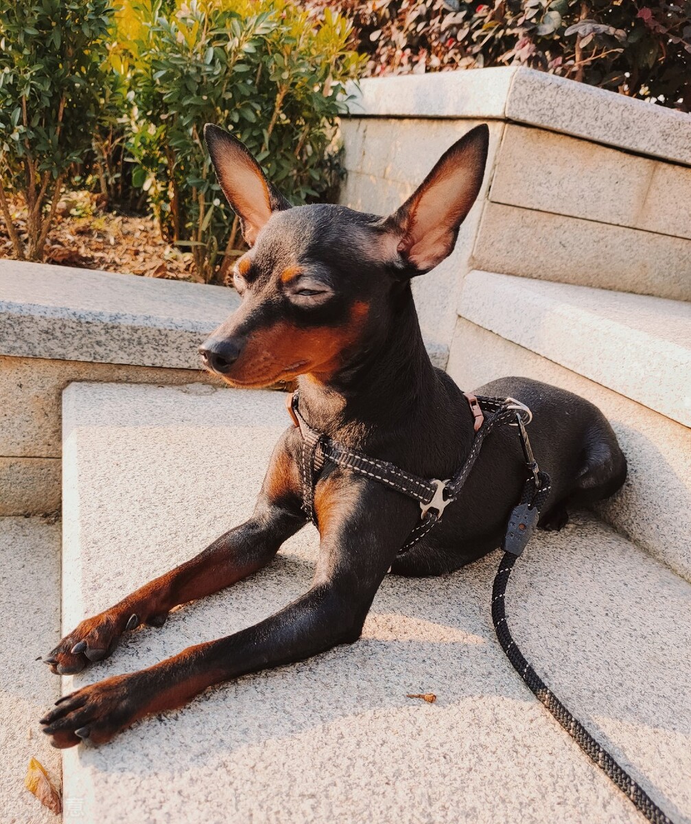 小鹿犬的训练方法,如何训练6个月的小鹿犬