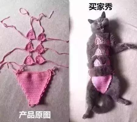 公猫可以有多个乳房吗,公猫也长乳房吗