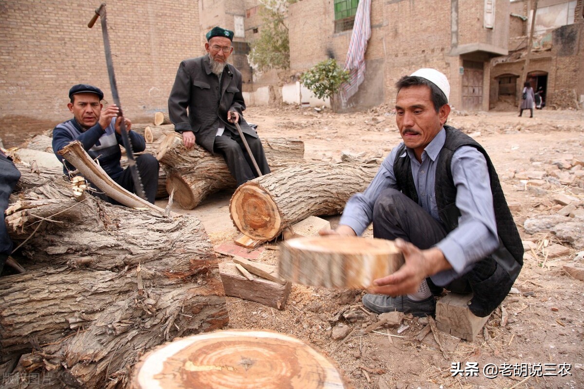 老农说：“柳木菜墩椿木案，桐木棺材金不换”，这是怎么回事？