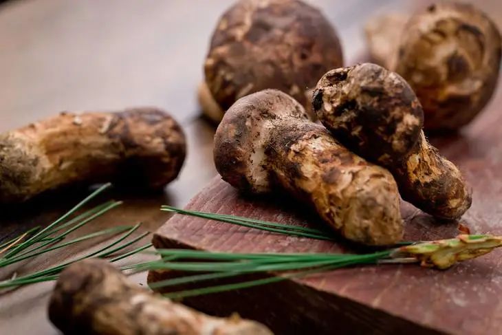 松茸最好吃的是哪种,松茸个头越大越好吗