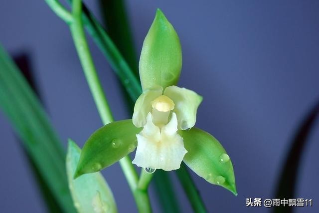 兰花上盆的十个小知识,兰花上盆的方法和注意事项