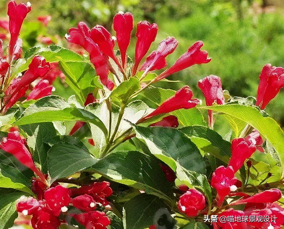 超级耐养的植物,极耐盐碱耐高温的植物