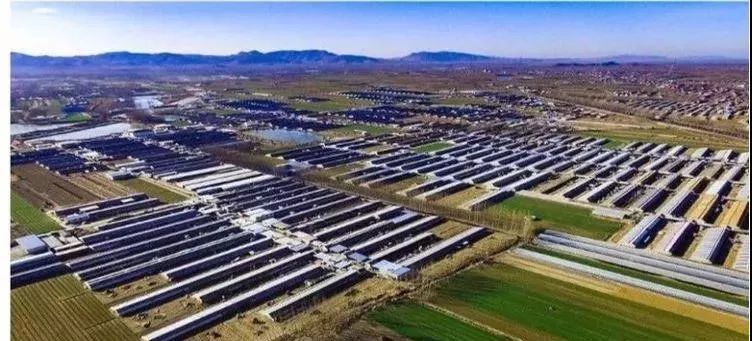 你知道吗？它可是有“背景”的“菜王”～