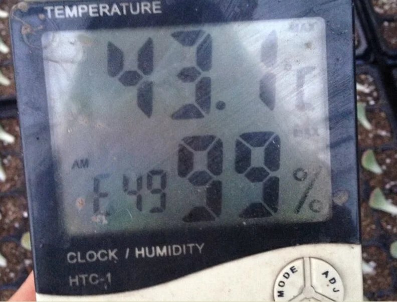 鑺辨埧濮戝澶氳倝閰嶅湡,鑺辨埧濮戝鐜夐湶澶氳倝