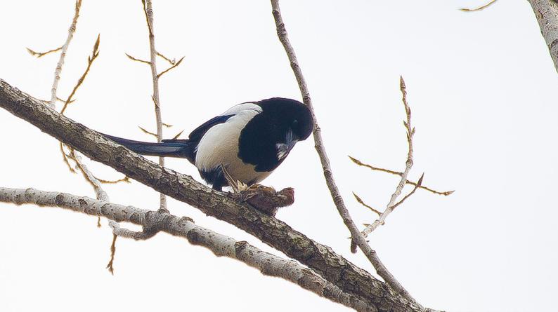 鸽子和喜鹊谁更凶猛,野生喜鹊凶猛吗
