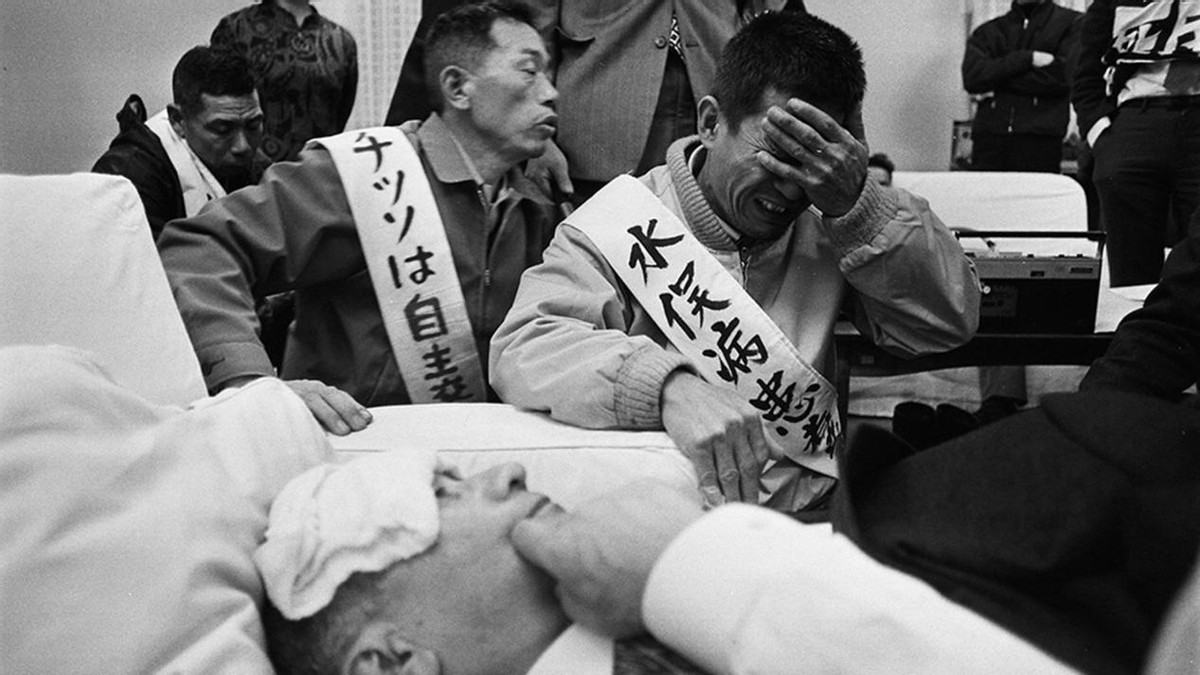 65年前在日本爆发的怪病,1952年日本猫自杀事件